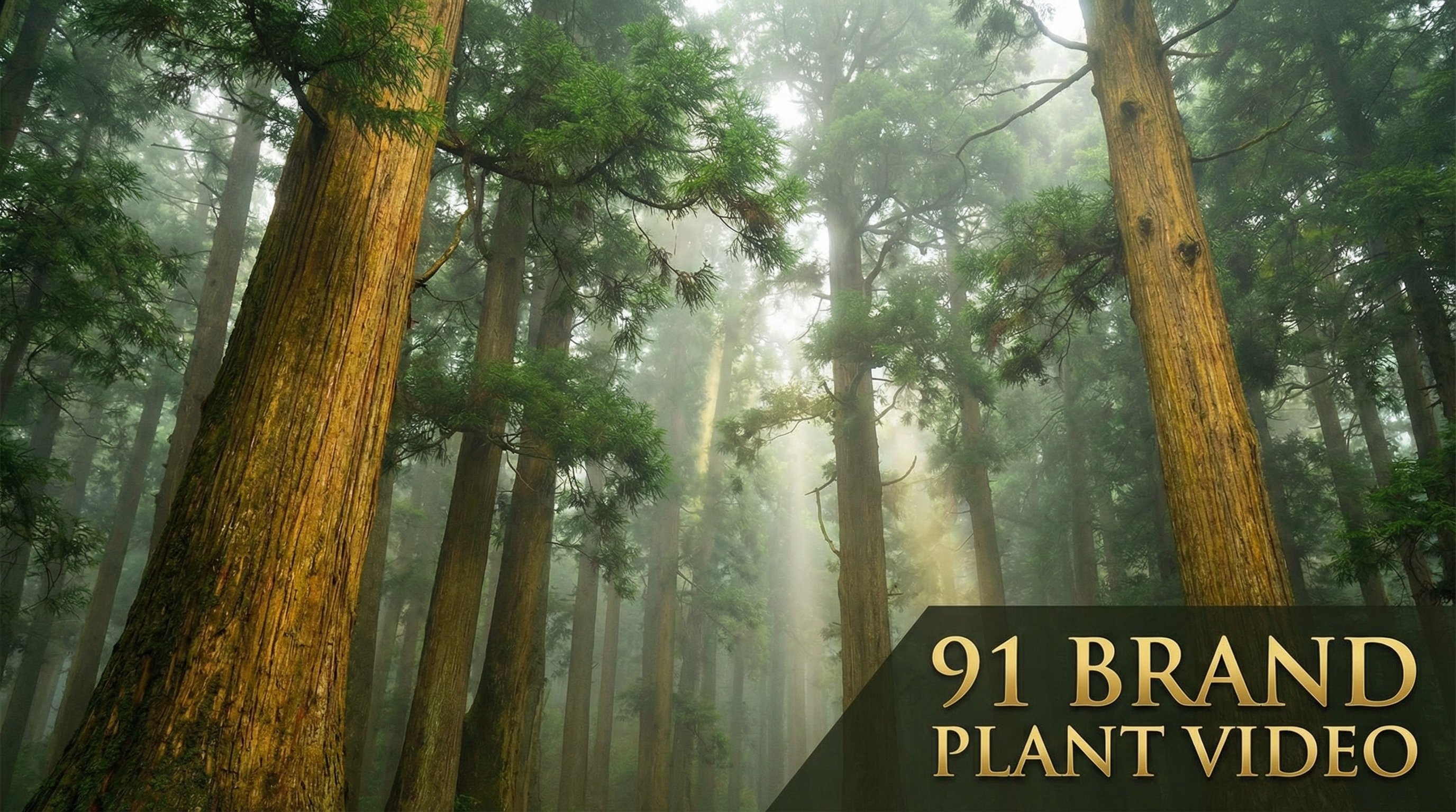 黄色仓库植物视频